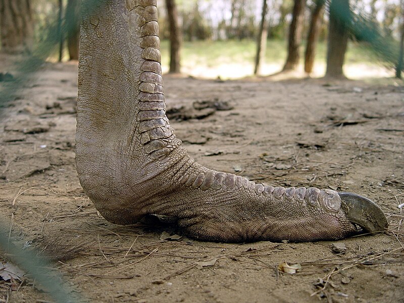 800px-Ostrich_Foot.jpg