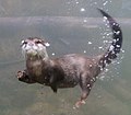 Otter swim under water