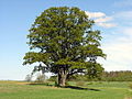 Miniatura para Quercus robur