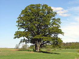 Paprastasis ąžuolas (Quercus robur)