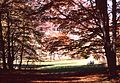 Paesaggio autunnale del bosco Sant'Antonio