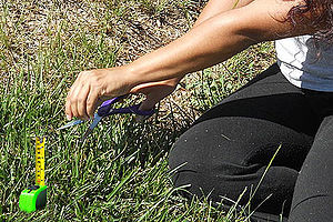 English: perfectionist measuring and cutting grass