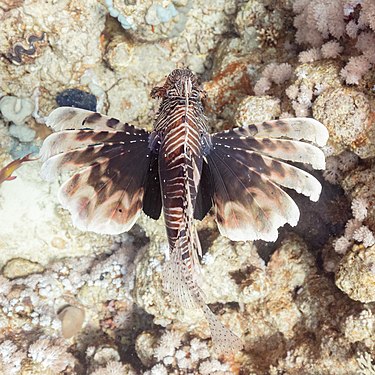 Common lionfish (Pterois miles), Temple, Sharm el-Sheikh, Egypt.