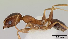 Pheidole grundmanni