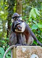 singes à ventre roux