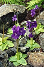 Miniatura per Viola d'aigua de flor gran