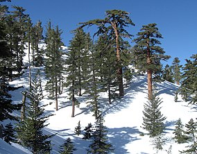 Pinus lambertiana forest Cucamonga Wilderness.jpg