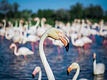 Portrait de flamant rose dans la réserve nationale de Camargue.jpg