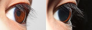 The pupil of the human eye can range in size from 2 mm to over 8 mm to adapt to the environment Pupillary light reflex.jpg