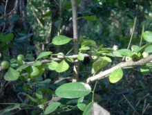 Randia aculeata2924971286.gif