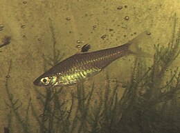 Akiuotoji rasbora (Rasbora dorsiocellata)