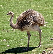 Suri (Rhea pennata)