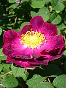 'Alain Blanchard' 1839, groupe: Hybride rose gallique, Centifolia Parentage Rosa centifolia L. × Rosa gallica L.