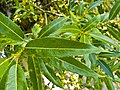 Salix fragilis 001.jpg