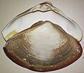 Spesies Scissodesma spengleri atau angular surf clam