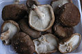 Shiitake (Lentinula edodes)