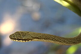 ??? Onbekende slang in Nationaal park Isalo