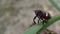 Australian Eurybrachid, showing broad frons