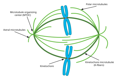 This diagram depicts the organization of a typical mitotic spindle found in animal cells. Chromosomes are attached to kinetochore microtubules via a multiprotein complex called the kinetochore. Polar microtubules interdigitate at the spindle midzone and push the spindle poles apart via motor proteins. Astral microtubules anchor the spindle poles to the cell membrane. Microtubule polymerization is nucleated at the microtubule organizing center. Spindle apparatus.svg