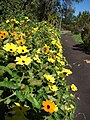 Maui, Enchanting Floral Gardens of Kula