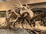 Esqueleto holotipo no Museu Canadense de Natureza
