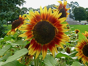 Helianthus annuus (Sunflower). Taken at garden...
