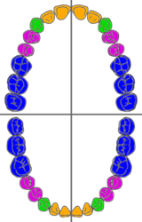 Typen tanden in mondkwadranten van een menselijk gebit