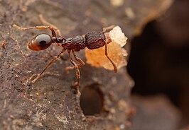 Tetramorium wagneri