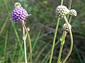 Blütenköpfe mit Blütenknospen