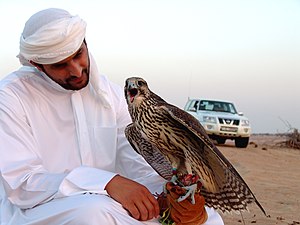 9agar, falcon and Nissan in United Arab Emirates