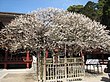 大宰府天満宮の神木・飛梅