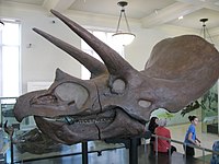 גולגולת של טריצרטופס מהמין Triceratops horridus במוזיאון האמריקאי לתולדות הטבע בניו-יורק.