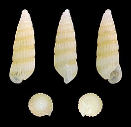 Turbonilla pupoides