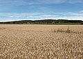 between Dissen and Hilter am Teutoburger Wald, field