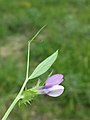 Vicia bithynica.