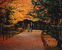 Red Leaves