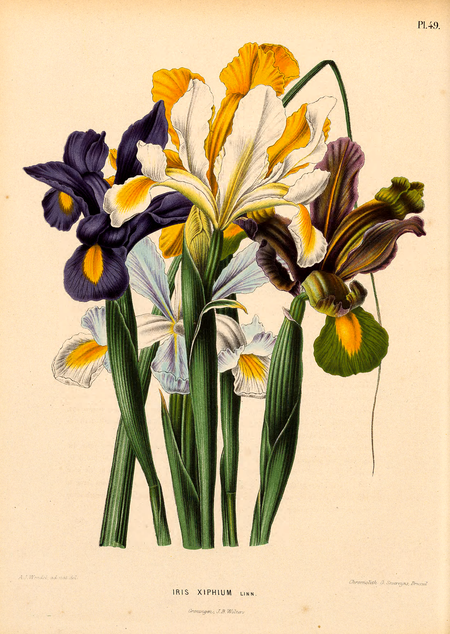 Pl. 49: Iris xiphium Linn.