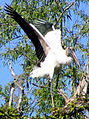 Wood Stork - St. Johns River