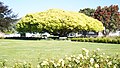 'Lutescens' in Mitchell Park, Lower Hutt, New Zealand (2024)