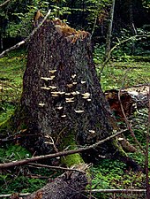 قارچ Climacocystis borealis روی یک کنده درخت در جنگل بیاوویسکا، یکی از آخرین جنگل‌های بکر و تا اندازه زیادی دست‌نخورده در اروپای مرکزی