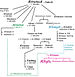 English: Genealogy of Ælfgifu, testatrix and w...