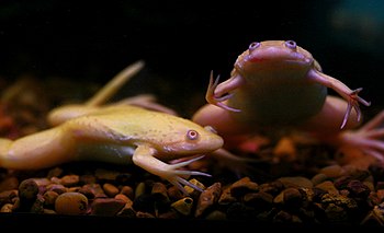 English: African clawed frogs; Xenopus laevis