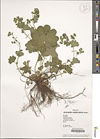 Herbarium