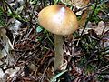 Amanita fulva