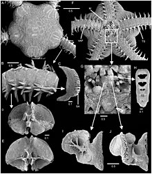 Amphiura chiajei