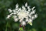 Miniatura para Angelica pubescens