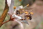 Miniatura para Apis mellifera anatoliaca