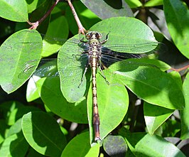 Arigomphus pallidus