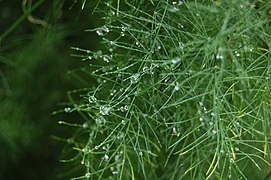 Asparagus officinalis, cladodios como agullas fasciculadas.