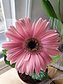 Gerbera (Gerbera)